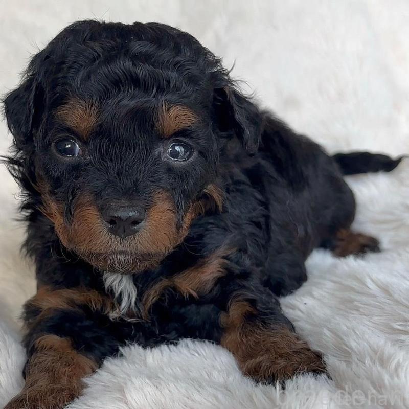 販売中の広島県のチワプー:チワワ×トイプードル-448915の8枚目