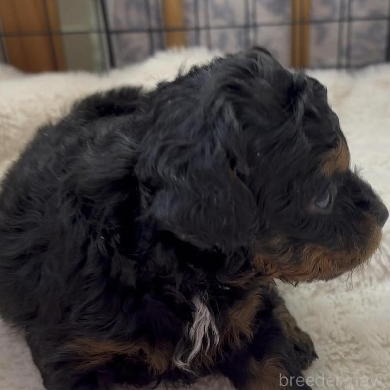 販売中の広島県のチワプー:チワワ×トイプードル-448915の7枚目