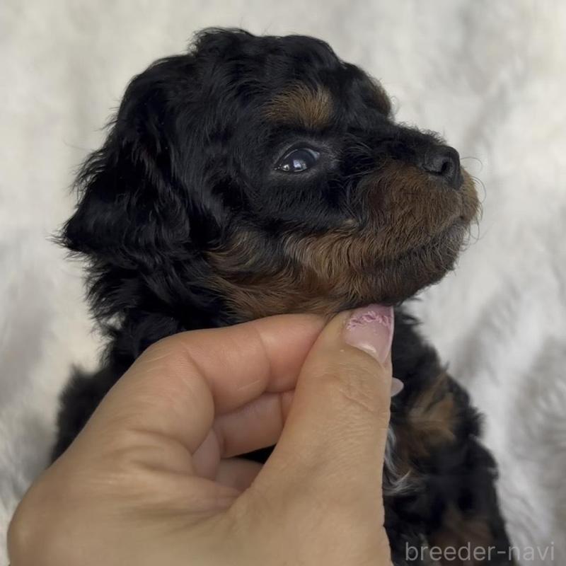 販売中の広島県のチワプー:チワワ×トイプードル-448915の6枚目