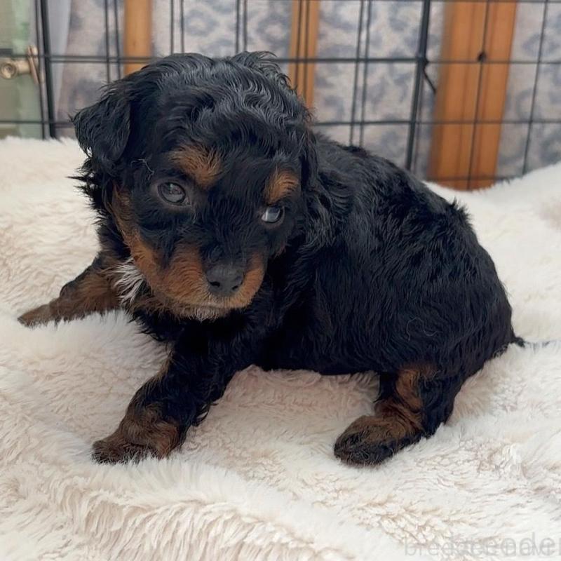 販売中の広島県のチワプー:チワワ×トイプードル-448915の5枚目