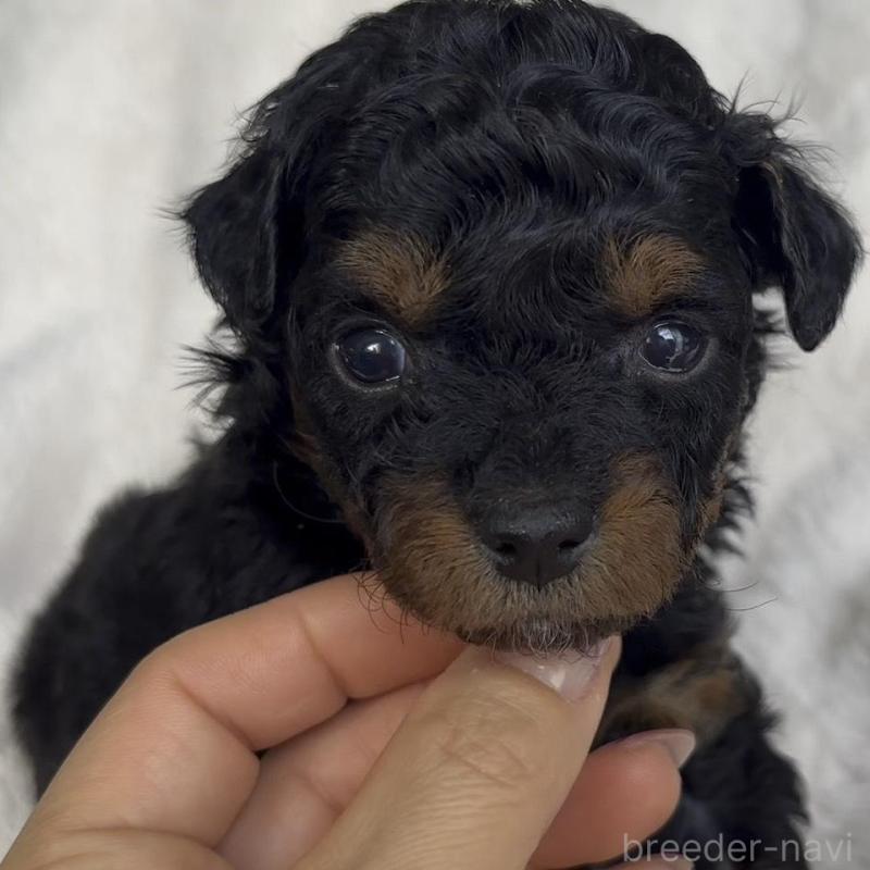販売中の広島県のチワプー:チワワ×トイプードル-448915の4枚目