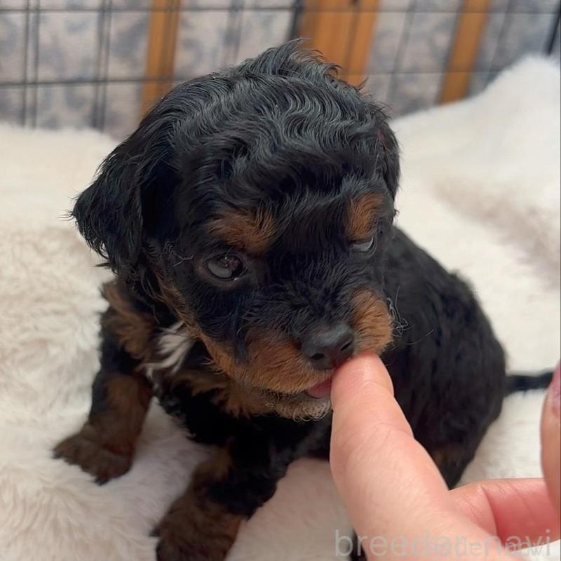 販売中の広島県のチワプー:チワワ×トイプードル-448915の3枚目