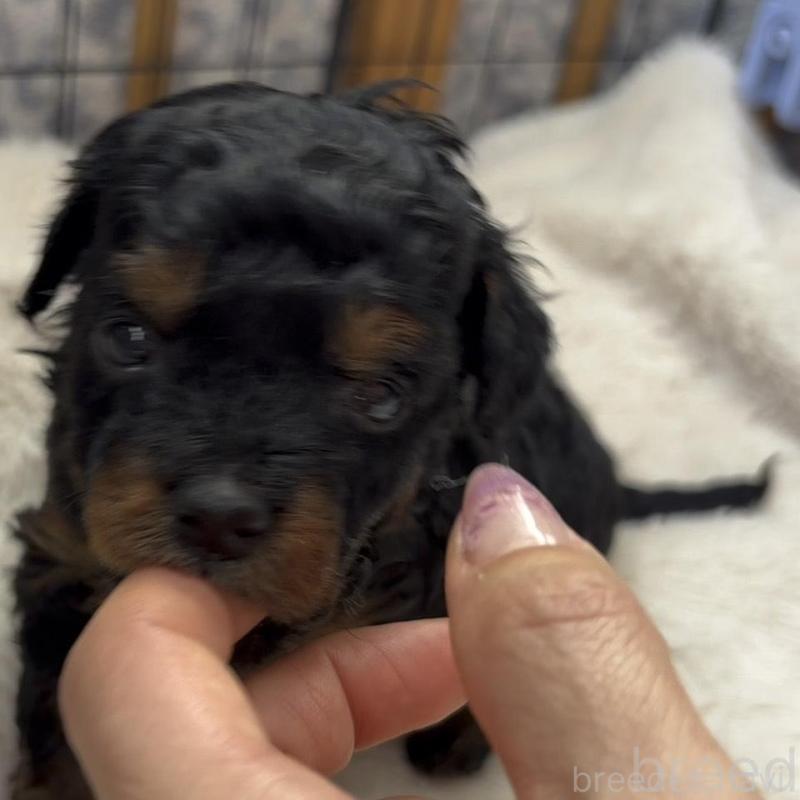 販売中の広島県のチワプー:チワワ×トイプードル-448915の2枚目