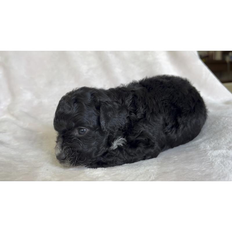 販売中の広島県のチワプー:チワワ×トイプードル-448917の9枚目