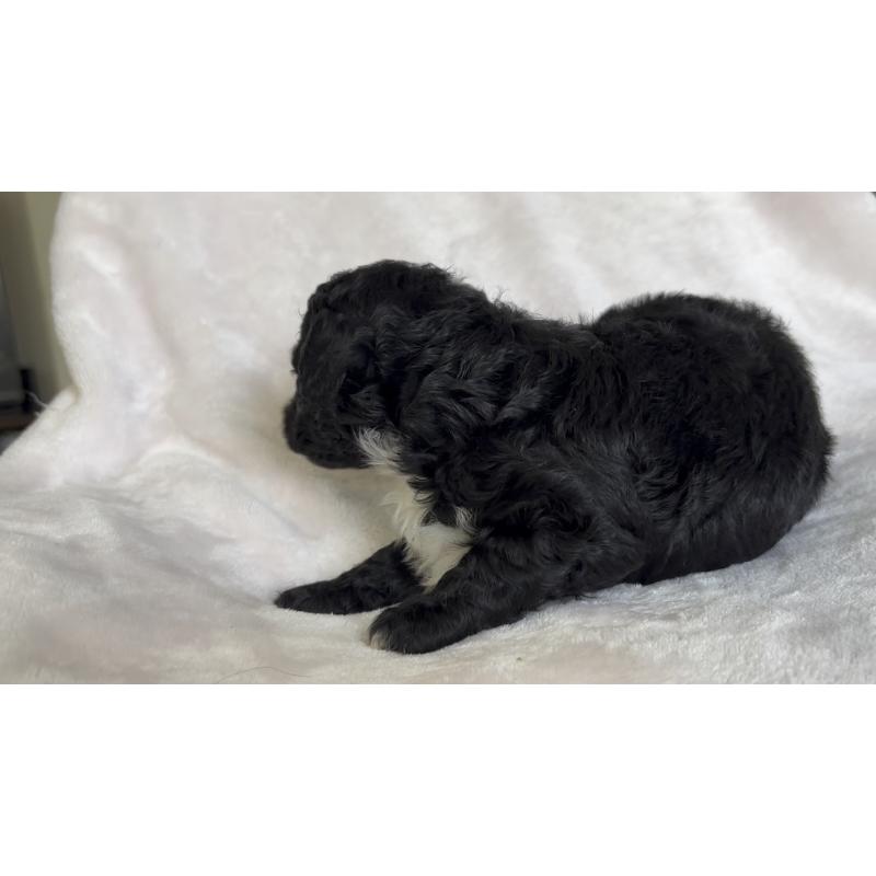 販売中の広島県のチワプー:チワワ×トイプードル-448917の8枚目