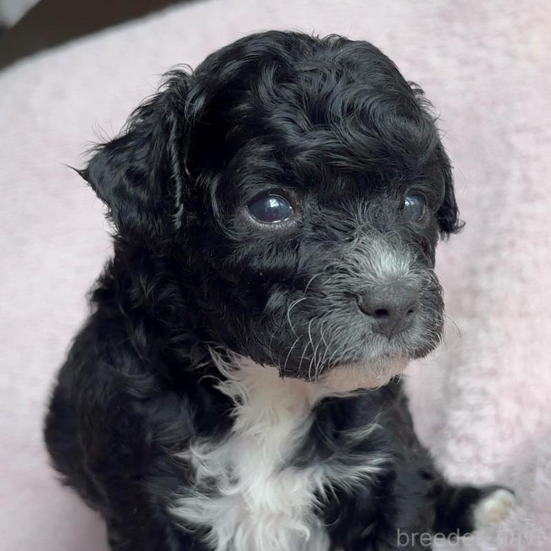 販売中の広島県のチワプー:チワワ×トイプードル-448917の6枚目