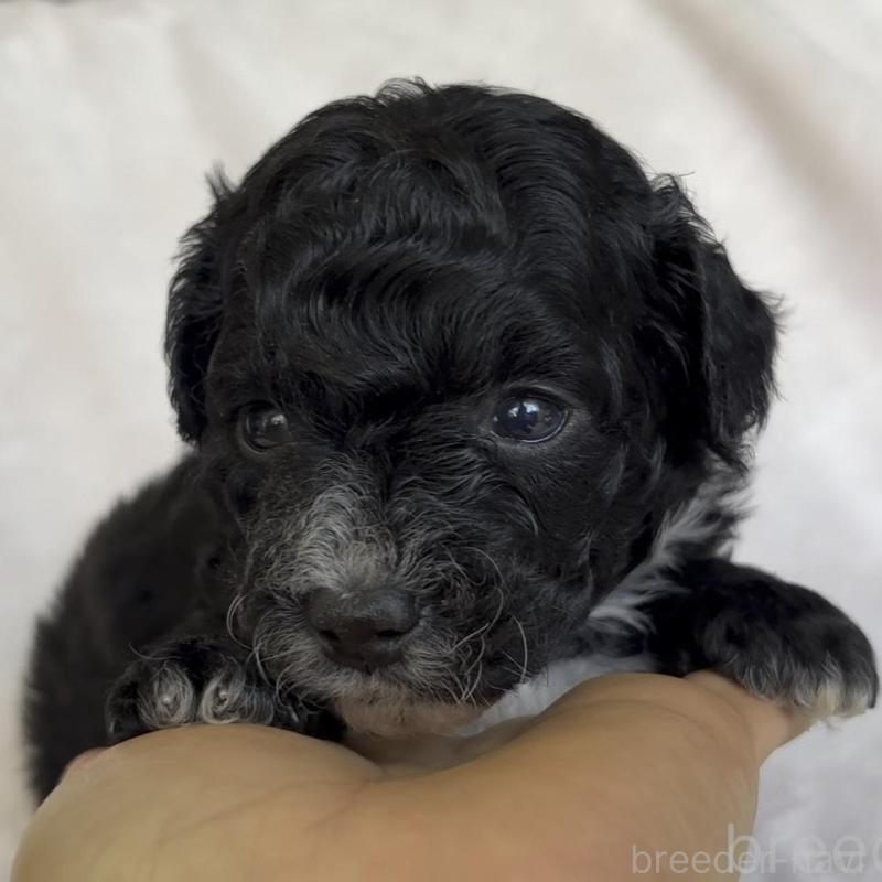 販売中の広島県のチワプー:チワワ×トイプードル-448917の5枚目