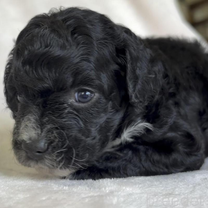 販売中の広島県のチワプー:チワワ×トイプードル-448917の3枚目