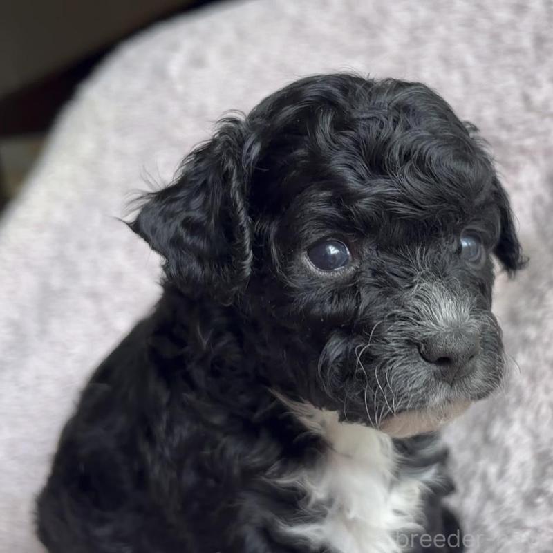 販売中の広島県のチワプー:チワワ×トイプードル-448917の1枚目