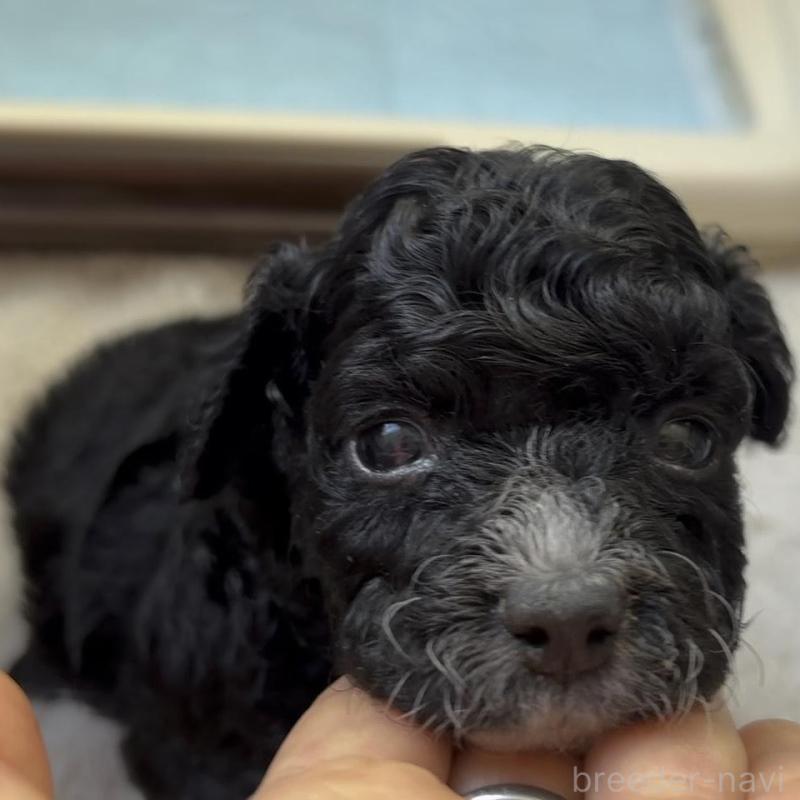 販売中の広島県のチワプー:チワワ×トイプードル-448917の2枚目