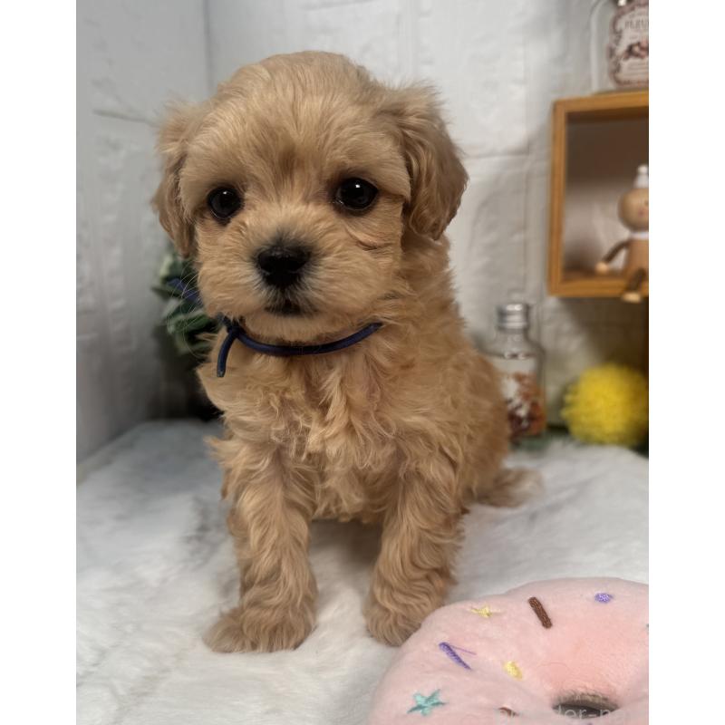 販売中の神奈川県のマルプー:マルチーズ×トイプードル-444600