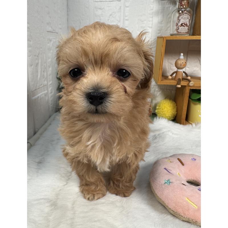 販売中の神奈川県のマルプー:マルチーズ×トイプードル-444601