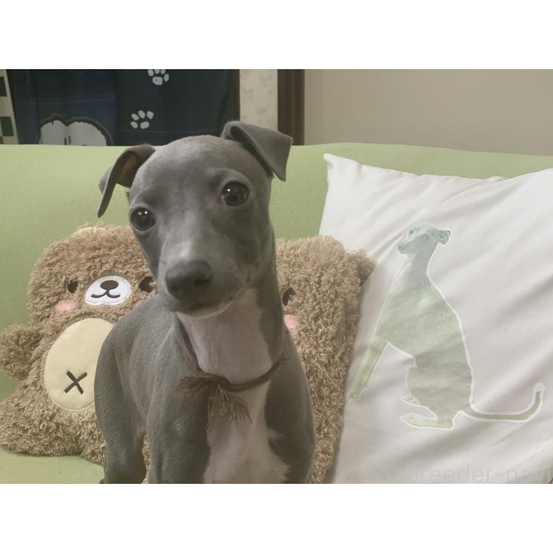 販売中の千葉県のイタリアングレーハウンド(イタグレ)-448433の4枚目