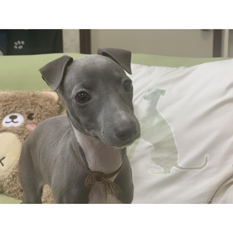 販売中の千葉県のイタリアングレーハウンド(イタグレ)-448433の3枚目