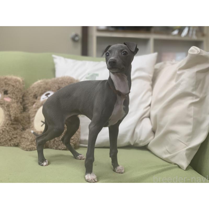 販売中の千葉県のイタリアングレーハウンド(イタグレ)-448433の2枚目