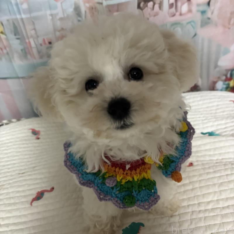 販売中の三重県のビションフリーゼ-440202の5枚目