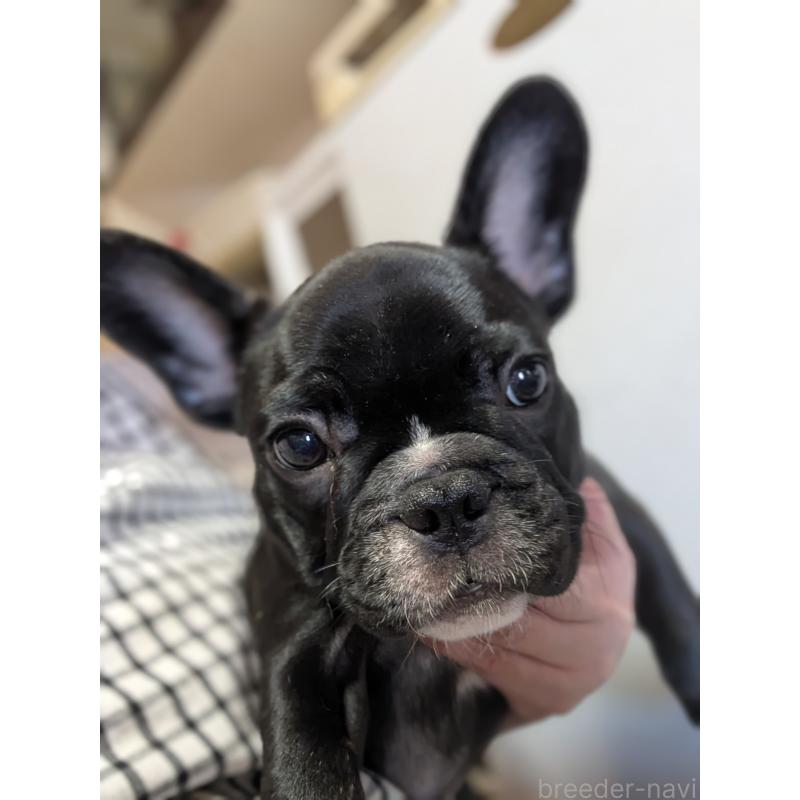 販売中の群馬県のフレンチブルドッグ-427636の2枚目