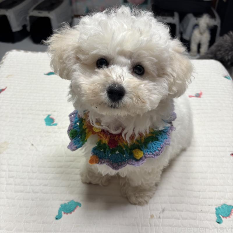 販売中の三重県のビションフリーゼ-440202の4枚目