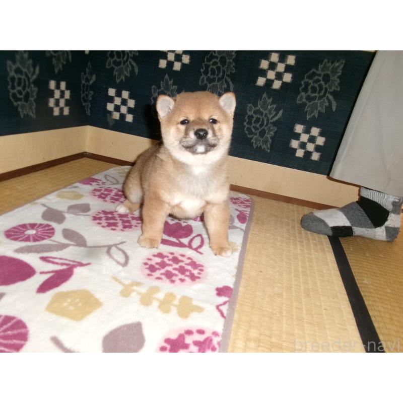 販売中の佐賀県の豆柴-448905の4枚目