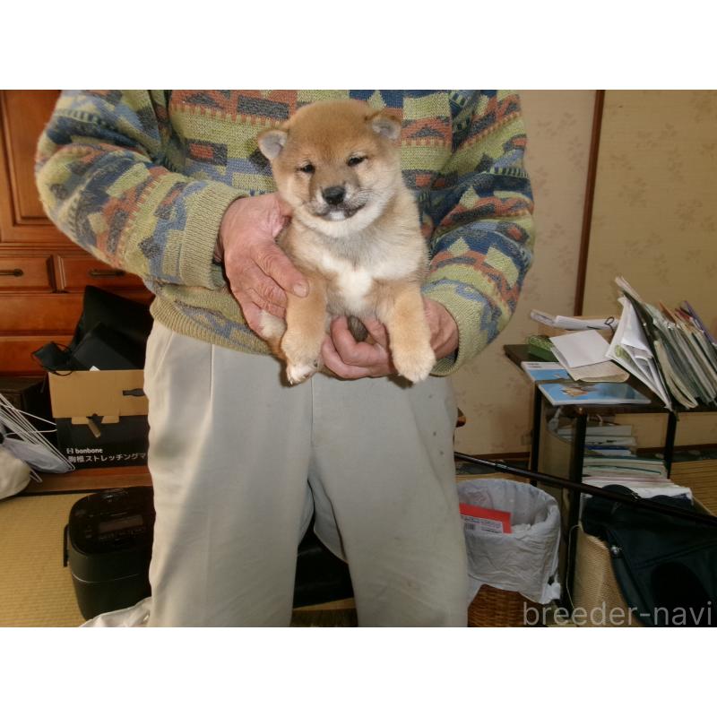 販売中の佐賀県の豆柴-448905の3枚目