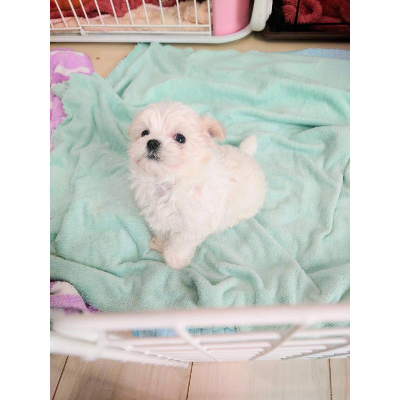 販売中の茨城県のマルチーズ-448921の8枚目