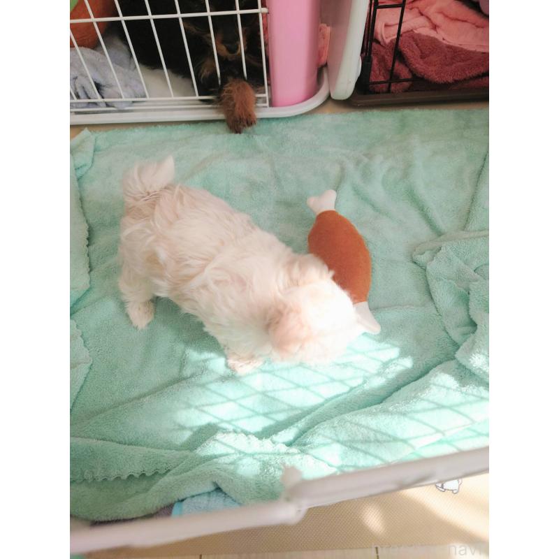 販売中の茨城県のマルチーズ-448921の6枚目