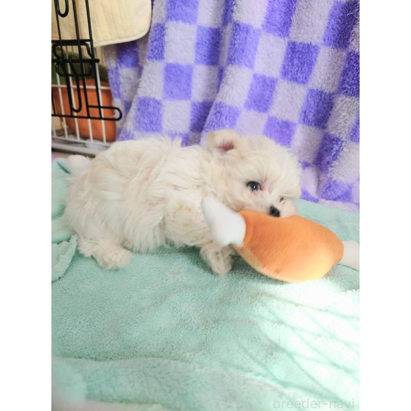 販売中の茨城県のマルチーズ-448921の5枚目