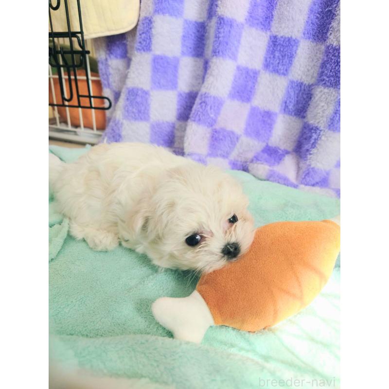 販売中の茨城県のマルチーズ-448921の4枚目