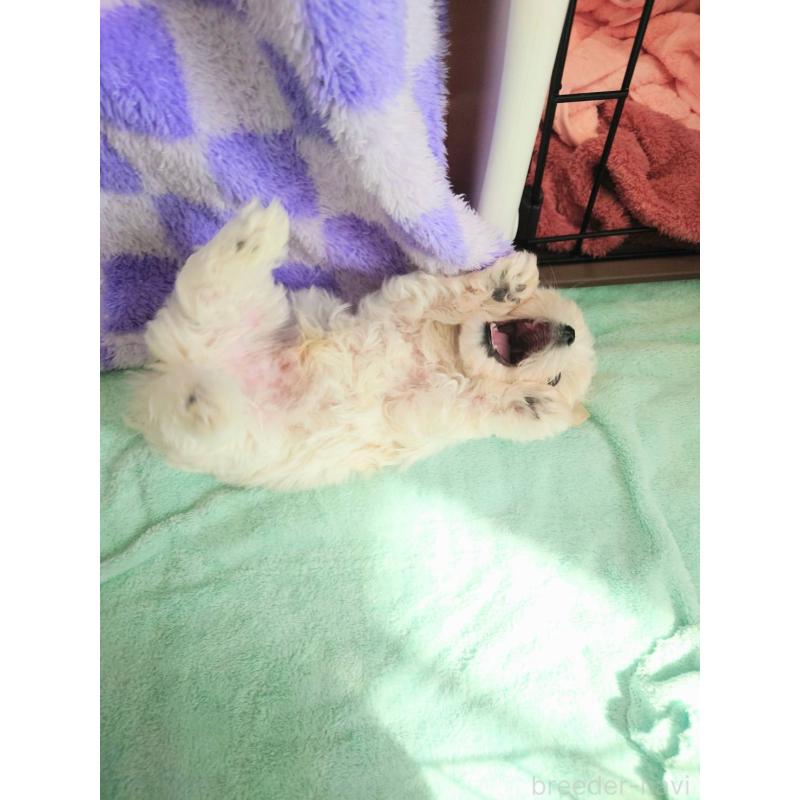 販売中の茨城県のマルチーズ-448921の3枚目