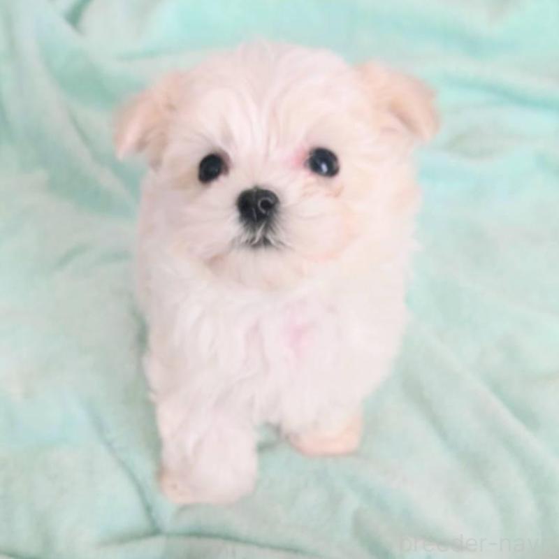 販売中の茨城県のマルチーズ-448921の1枚目