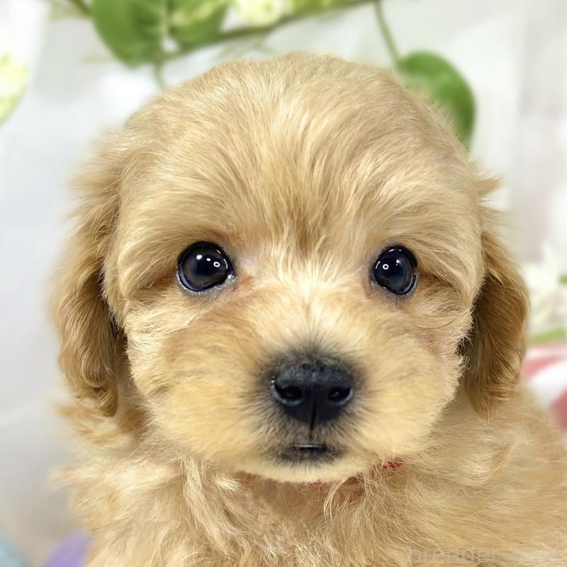 販売中ののマルプー:マルチーズ×トイプードル-447421