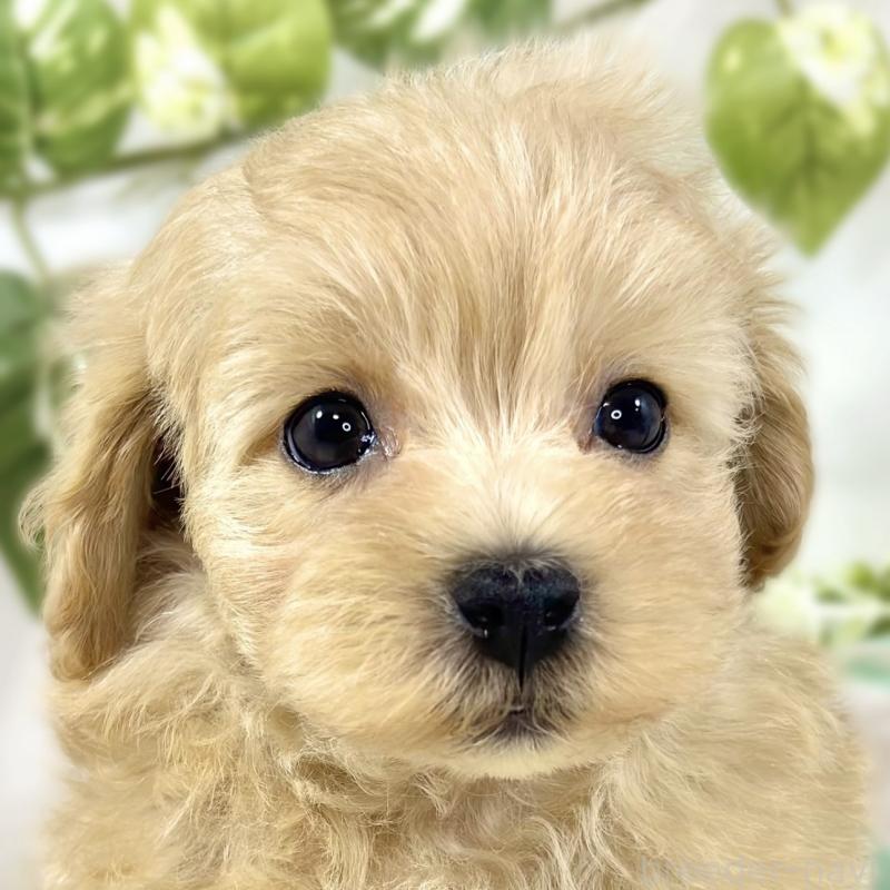 販売中の滋賀県のマルプー:マルチーズ×トイプードル-447424