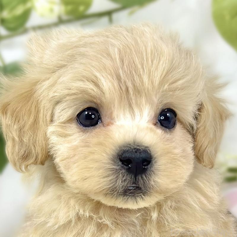 販売中の滋賀県のマルプー:マルチーズ×トイプードル-447425