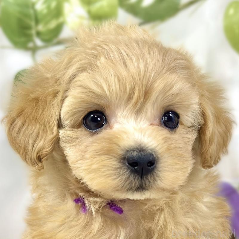 販売中の滋賀県のマルプー:マルチーズ×トイプードル-447426