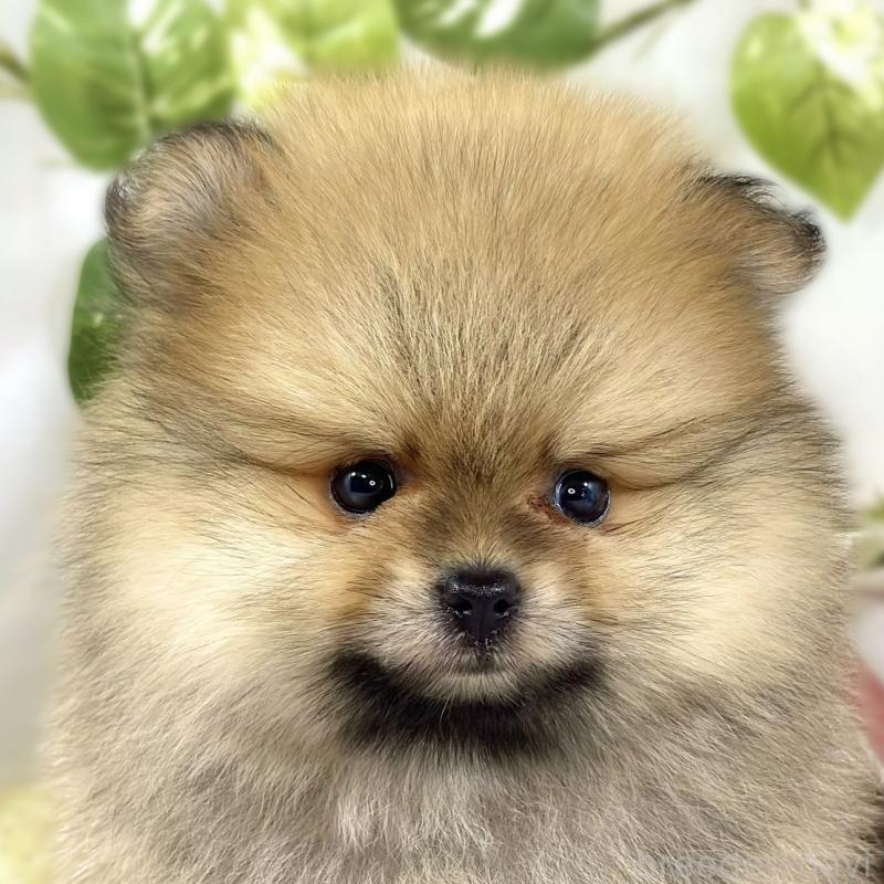 販売中の滋賀県のポメラニアン-447434