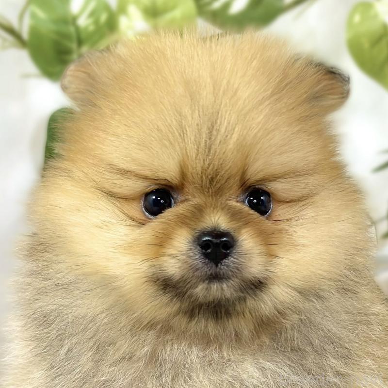 販売中の滋賀県のポメラニアン-447437