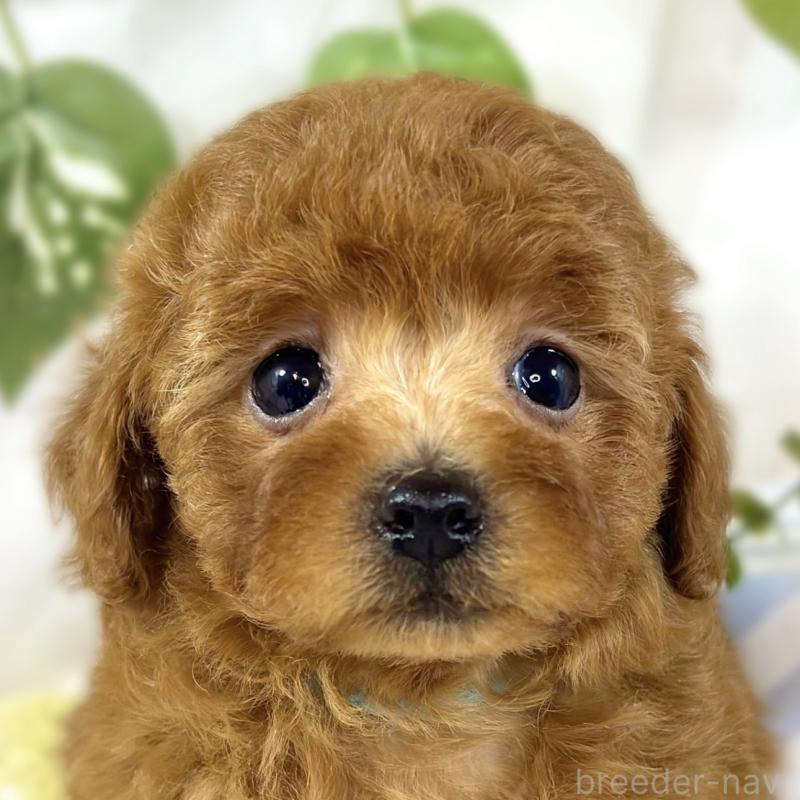 販売中の滋賀県のトイプードル-447432