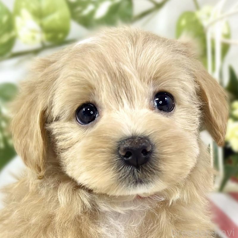 販売中の滋賀県のマルプー:マルチーズ×トイプードル-447427