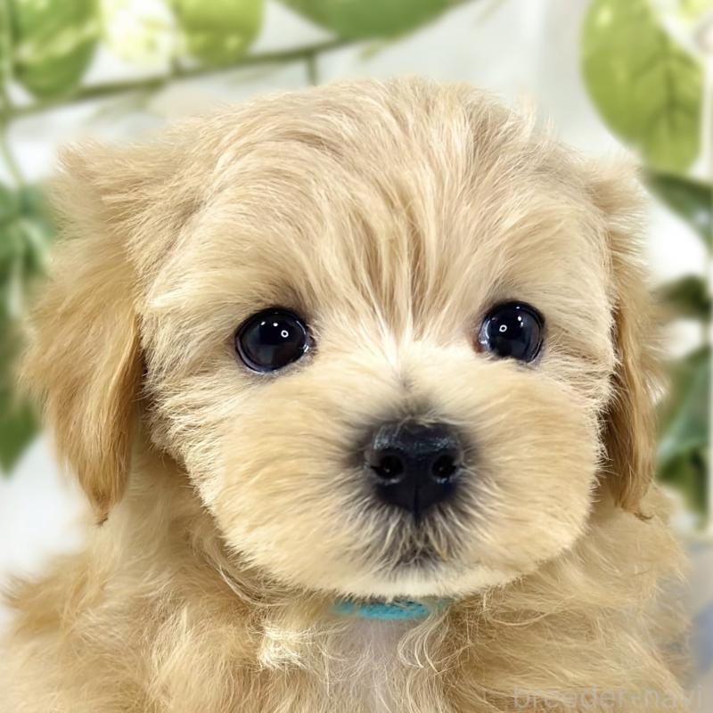 販売中の滋賀県のマルプー:マルチーズ×トイプードル-447428