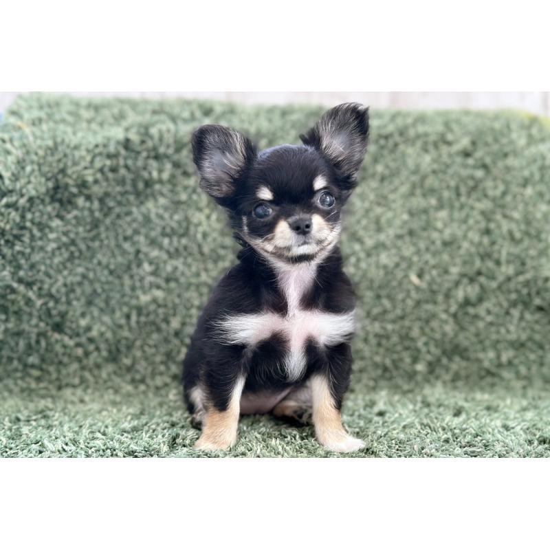 販売中の京都府のチワワ(ロングコート)-441302の6枚目