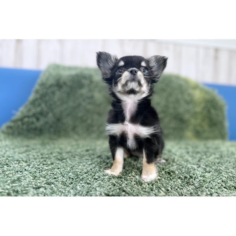 販売中の京都府のチワワ(ロングコート)-441302の5枚目