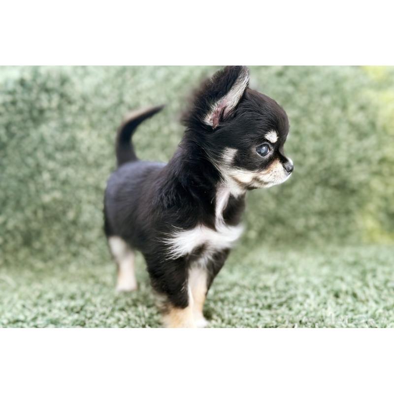 販売中の京都府のチワワ(ロングコート)-441302の4枚目