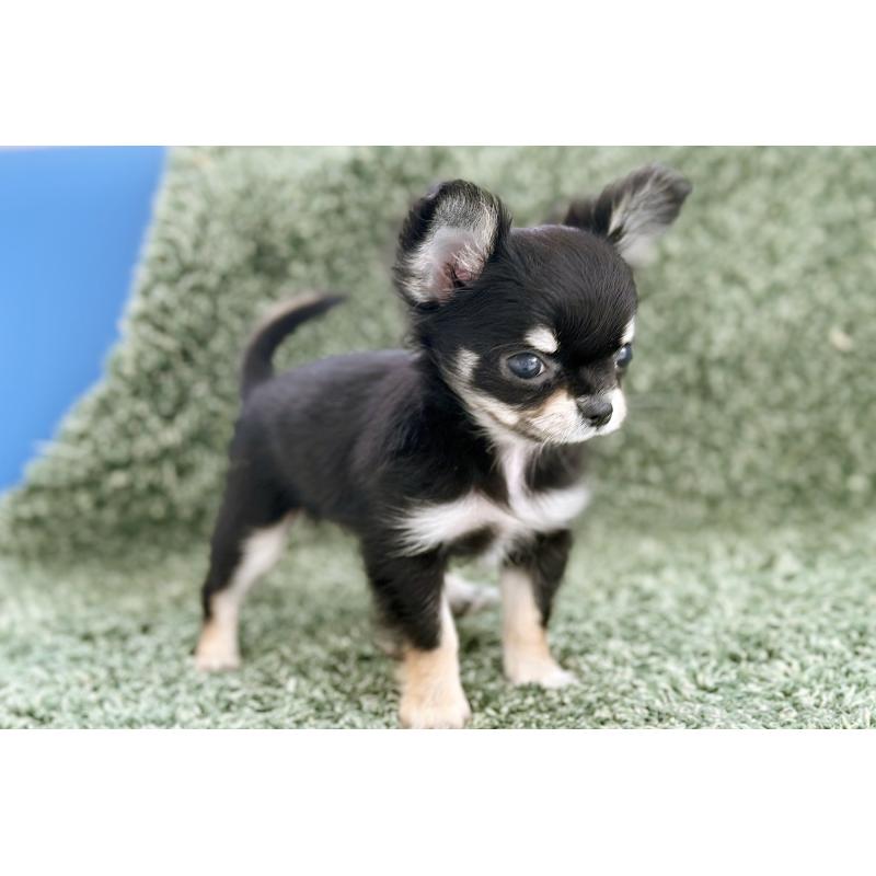 販売中の京都府のチワワ(ロングコート)-441302の3枚目