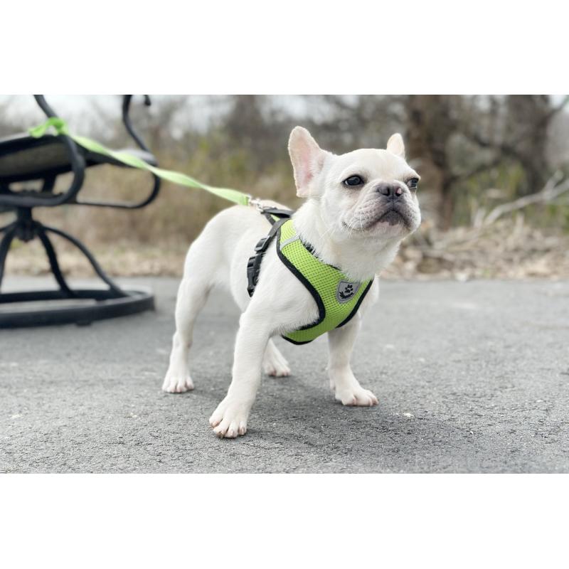 販売中の京都府のフレンチブルドッグ-416402の7枚目