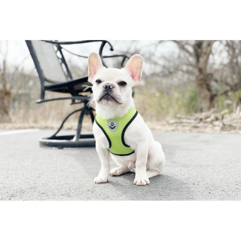 販売中の京都府のフレンチブルドッグ-416402の5枚目