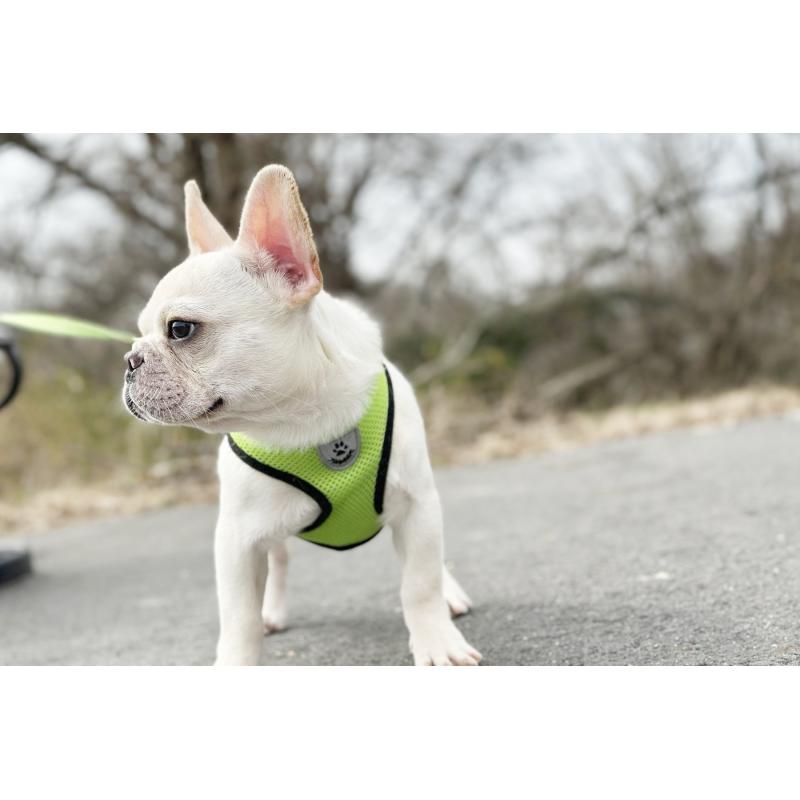 販売中の京都府のフレンチブルドッグ-416402の3枚目