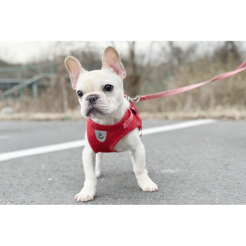 販売中の京都府のフレンチブルドッグ-416400の7枚目