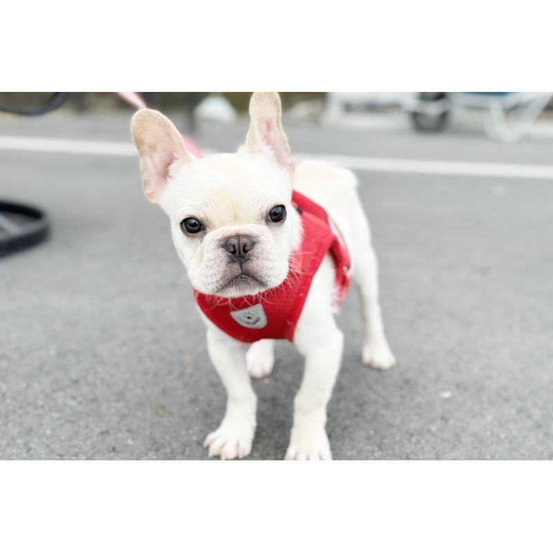 販売中の京都府のフレンチブルドッグ-416400の6枚目