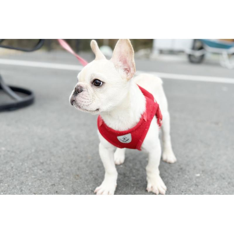 販売中の京都府のフレンチブルドッグ-416400の5枚目