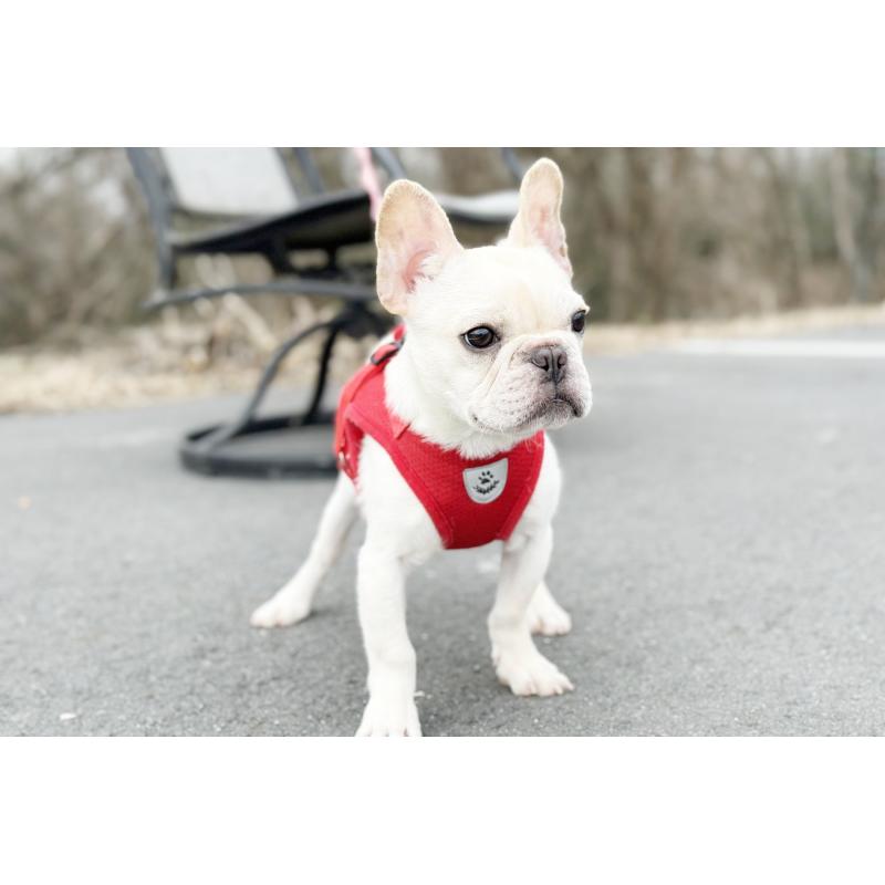 販売中の京都府のフレンチブルドッグ-416400の4枚目